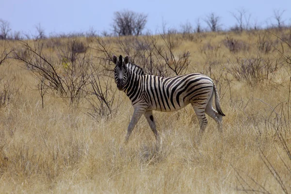 Damara Zebra Equus Burchelli Antiquorum Dans Brousse Namibie — Photo