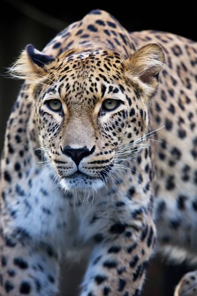 Portrait Persian Leopard Panthera Pardus Saxicolor Sitting Branch — Stock Photo, Image