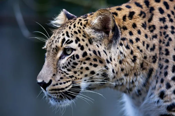 portre Farsça leopar, Panthera pardus saxicolor bir dal üzerinde oturan