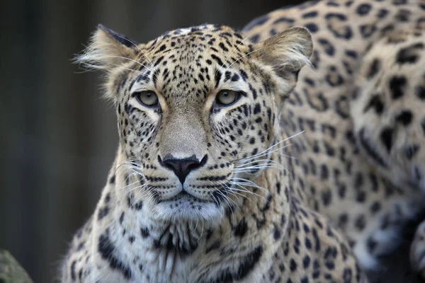 portre Farsça leopar, Panthera pardus saxicolor bir dal üzerinde oturan