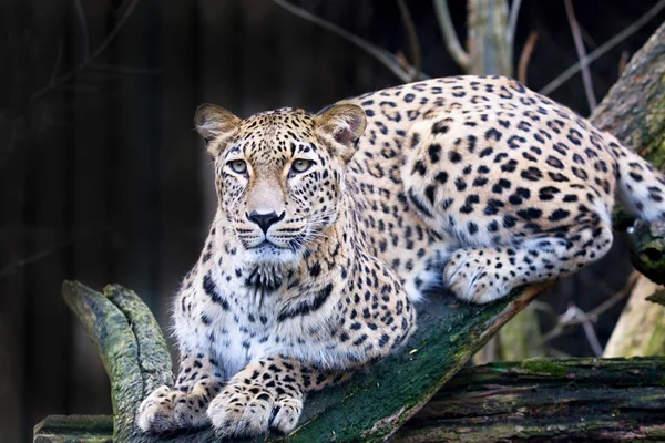 Портрет Персидский Леопард Panthera Pardus Saxicolor Сидящий Ветке — стоковое фото