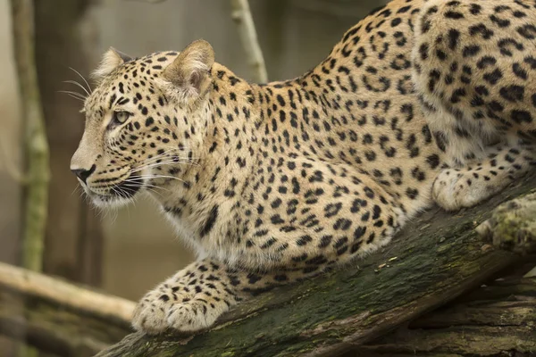 Portret Perzische Luipaard Panthera Pardus Saxicolor Zittend Een Tak — Stockfoto