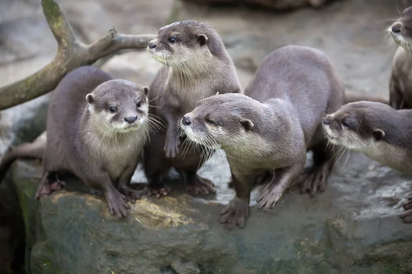 Familie Oosterse Kleine Klauwde Otter Amblonyx Cinerea Tijdens Spelen — Stockfoto
