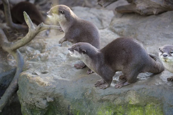 Família Oriental Pequena Garra Lontra Amblonyx Cinerea Durante Jogos — Fotografia de Stock