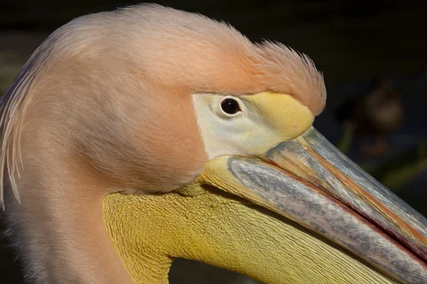 Portarit Grande Pelicano Branco Masculino Pelecanus Onocrotalus — Fotografia de Stock