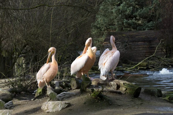 Group Great White Pelican Pelecanus Onocrotalus Winter Color — Stock Photo, Image