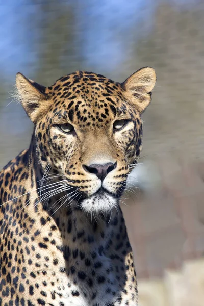 Portrait Male Sri Lanka Leopard Panthera Pardus Kotiya — Stock Photo, Image