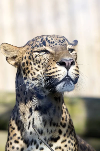 Retrato Leopardo Sri Lanka Masculino Panthera Pardus Kotiya — Foto de Stock