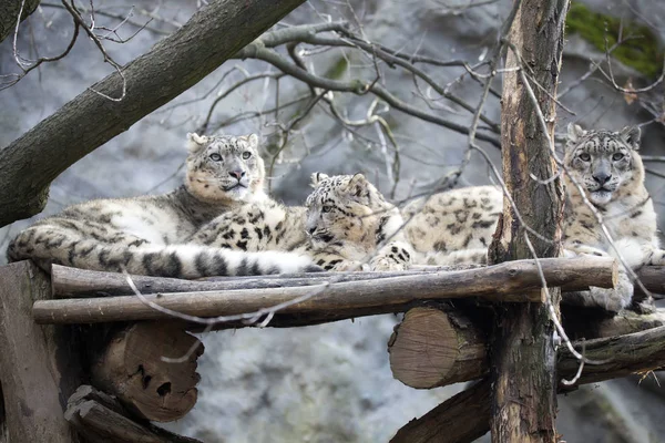 Família Leopardo Neve Uncia Uncia — Fotografia de Stock