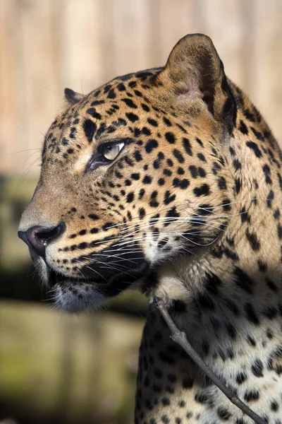 Портрет Самца Шри Ланки Леопарда Panthera Pardus Kotiya — стоковое фото