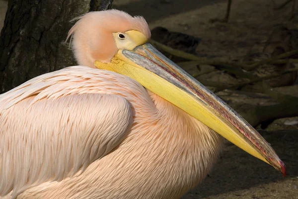 Grande Pelicano Branco Pelecanus Onocrotalus Cor Inverno — Fotografia de Stock
