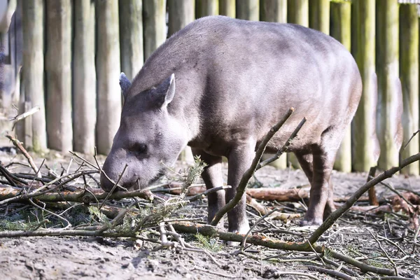 Női Dél Amerikai Tapír Tapirus Terrestris — Stock Fotó