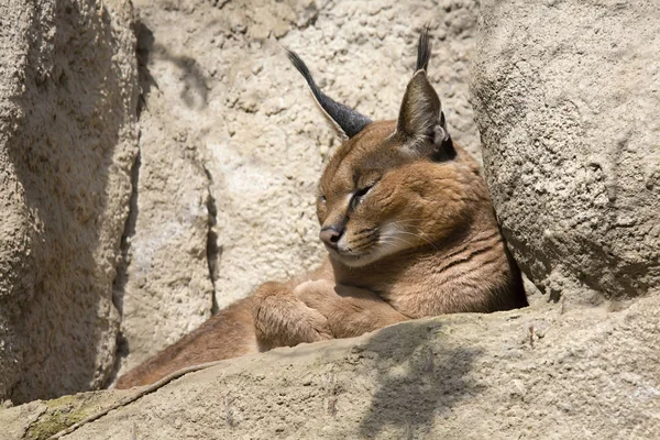 Porträtt Öken Katter Caracal Caracal Caracal — Stockfoto