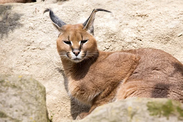 Porträtt Öken Katter Caracal Caracal Caracal — Stockfoto