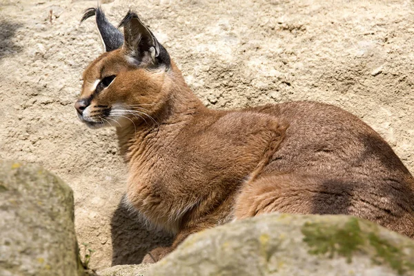 Porträtt Öken Katter Caracal Caracal Caracal — Stockfoto