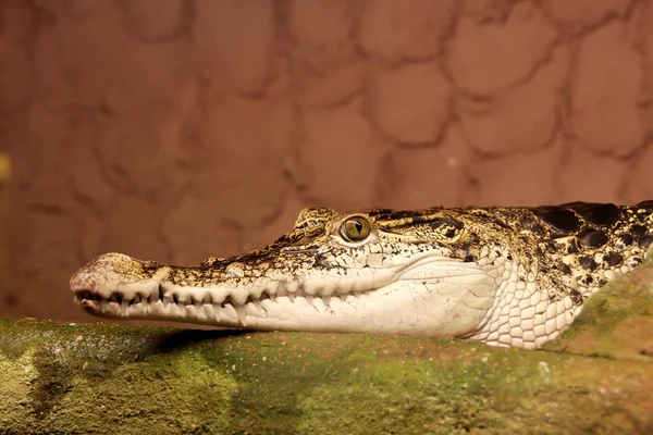 Portret Ruitkrokodil Crocodylus Rhombife — Stockfoto