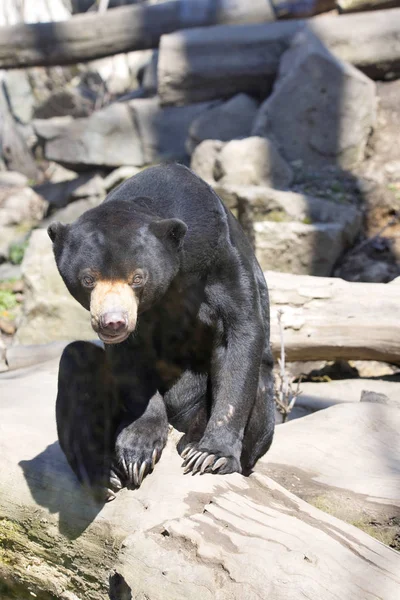 Найменший Ведмідь Малайський Сонячний Ведмідь Геларктос Малайський Гілці — стокове фото