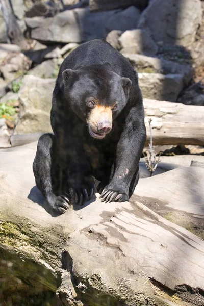 Legkisebb Medve Maláj Bear Helarctos Malayanus Ágon — Stock Fotó