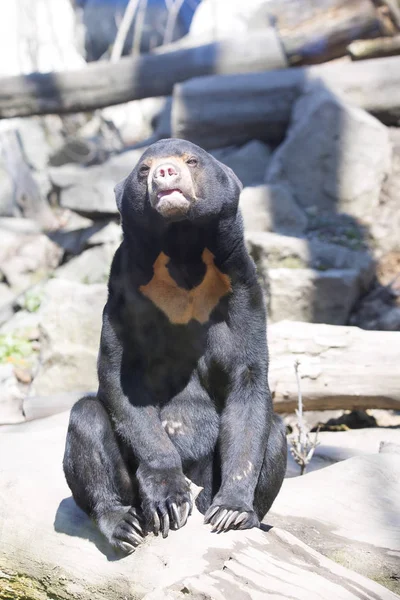 Pequeño Oso Oso Sol Malayo Helarctos Malayanus Rama — Foto de Stock