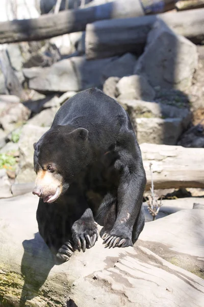 Urso Menor Urso Sol Malásia Helarctos Malayanus Ramo — Fotografia de Stock