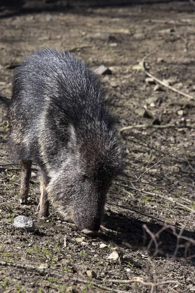 Chacoan Peccary Catagonus Вагнера Дивлячись Продовольство — стокове фото