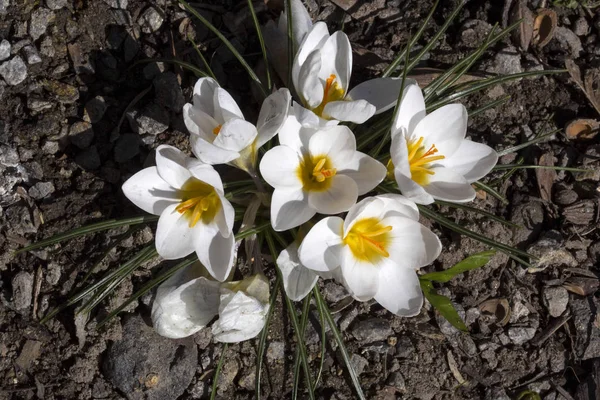 Pierwsze Wiosenne Kwiaty — Zdjęcie stockowe