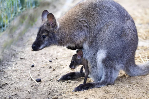 Жінки Янг Мішок Беннетт Валабі Macropus Rufogriseus — стокове фото