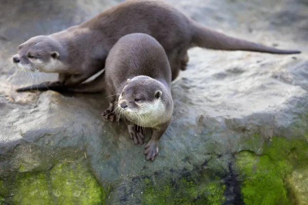 Família Oriental Pequena Garra Lontra Amblonyx Cinerea Durante Jogos — Fotografia de Stock