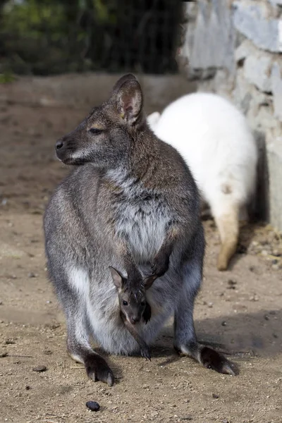 Hembra Con Joven Una Bolsa Wallaby Bennett Macropus Rufogriseus — Foto de Stock