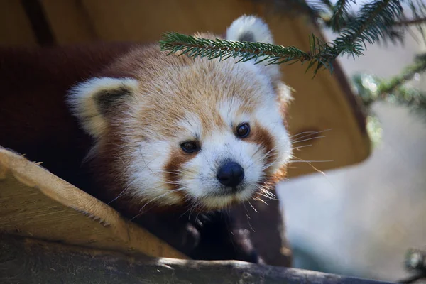 Panda Rouge Ailurus Fulgens Escalade Les Branches — Photo