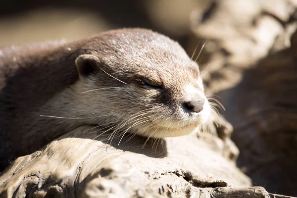 Riposo Lontra Orientale Artiglio Piccolo Amblonyx Cinerea — Foto Stock