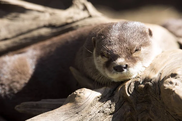 Riposo Lontra Orientale Artiglio Piccolo Amblonyx Cinerea — Foto Stock