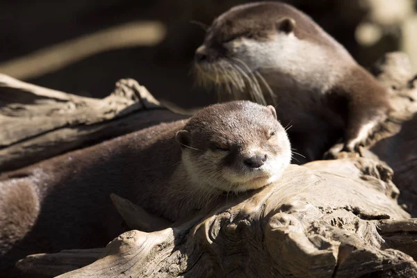 Loutre Chinoise Petites Griffes Amblonyx Cinerea Pendant Les Matchs — Photo