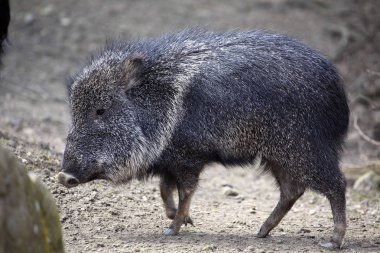 Chacoan peccary, Catagonus Wagner, looking for food clipart