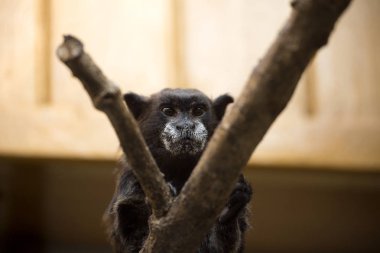 Callithrix penicillata, siyah tufted marmoset
