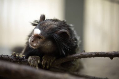Callithrix penicillata, siyah tufted marmoset