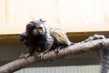Nadir siyah tufted marmoset Callithrix penicillata, Genç kadın