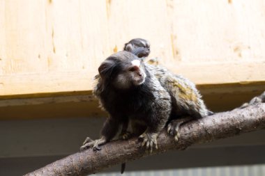 Nadir siyah tufted marmoset Callithrix penicillata, Genç kadın