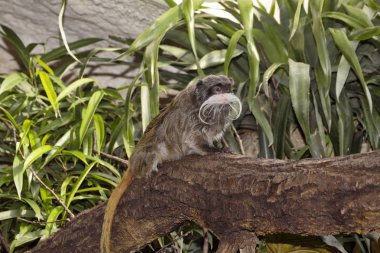 Emperor Tamarin Saguinus Imperator subgrisescens bıyık öne çıkmaktadır.