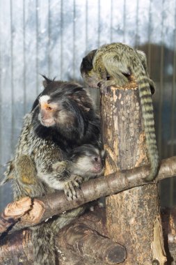 Nadir siyah tufted marmoset Callithrix penicillata, Genç kadın