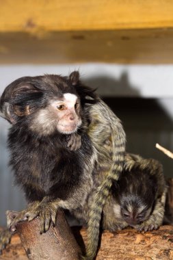 Nadir siyah tufted marmoset Callithrix penicillata, Genç kadın