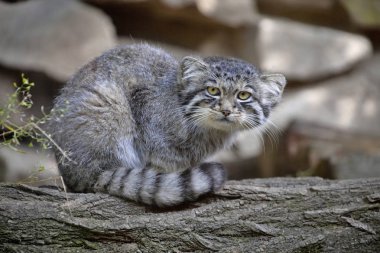 güzel kedi, kedi Pallas, Otocolobus manul