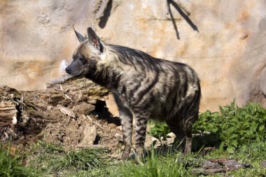 Çizgili Hyaena, Hyaena Hyaena sultana, daha küçük türler