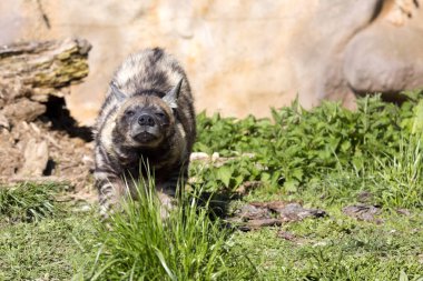 Çizgili Hyaena, Hyaena Hyaena sultana, daha küçük türler