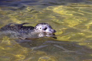 Ortak mühür, Phoca vitulina, yüzme berrak su