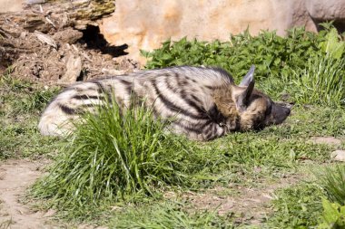 Çizgili Hyaena, Hyaena Hyaena sultana, daha küçük türler