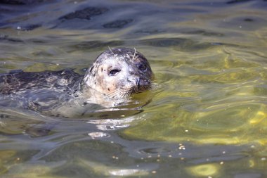 Ortak mühür, Phoca vitulina, yüzme berrak su