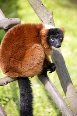 Kırmızı Nomascus bir dalda oturan lemur, Varecia variegata rubra,
