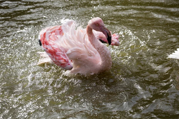 Rosy Flamingo Phoenicopterus Ruber Roseus Tomar Banho — Fotografia de Stock