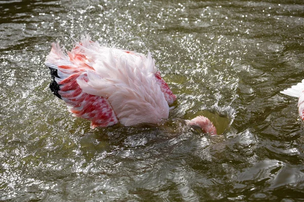 Roze Flamingo Phoenicopterus Ruber Roseus Tijdens Het Zwemmen — Stockfoto